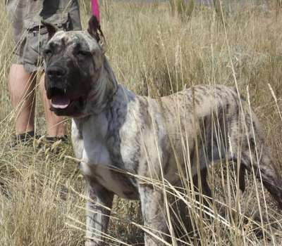 REINA DE IMPERIAL CAN