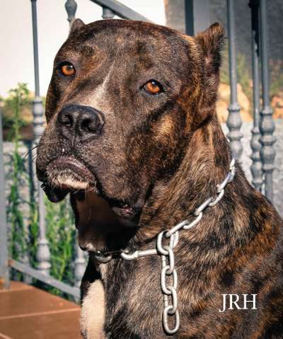 RUSO JRH DE KING ZULU