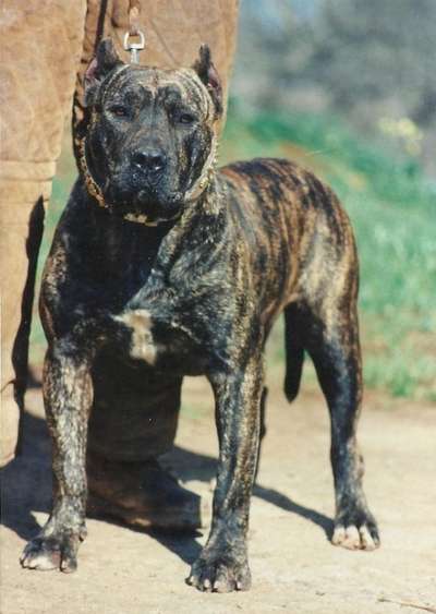 Dama (1995)