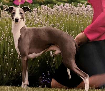 Bravehound's Medal Of Honor At Windancer