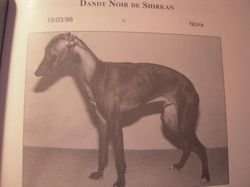 Dandy Noir De Shirkan