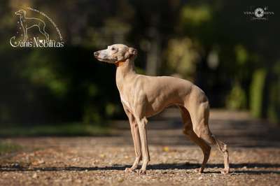 Berenice Mielas Kupidonas