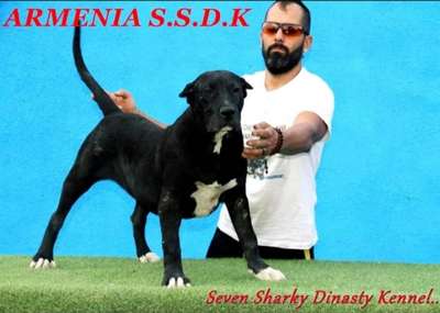 ARMENIA SEVEN SHARKY DINASTY KENNEL