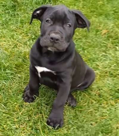 CHICO DE GORGO