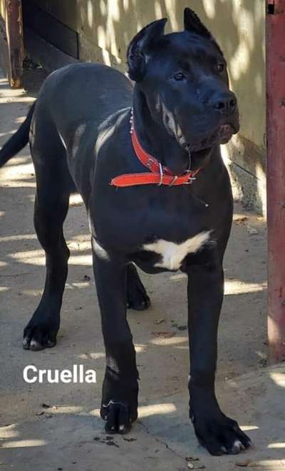 CRUELLA DE REGANADOS