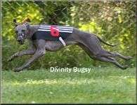 Divinity Bugsy