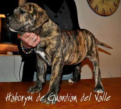 HABORYM DE GUARDIAN DEL VALLE