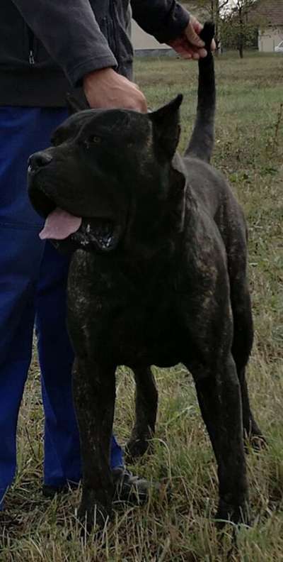 PERROS CANARIOS OROS GRUT
