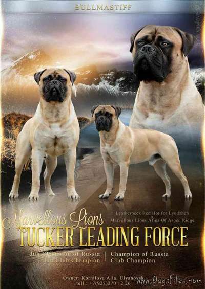 MARVELLOUS LIONS TUCKER LEADING FORCE