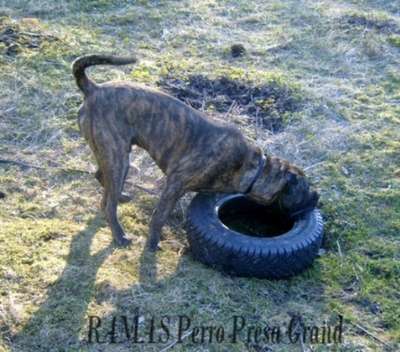 RAMAS PERRO PRESA GRAND (VITO)