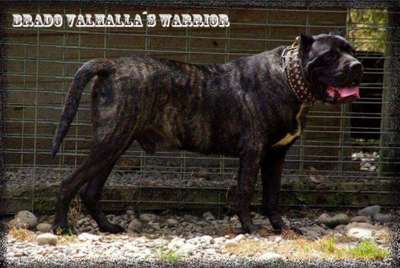 BRADO DE VALHALLA’S WARRIOR