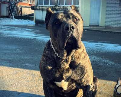 KOLOS