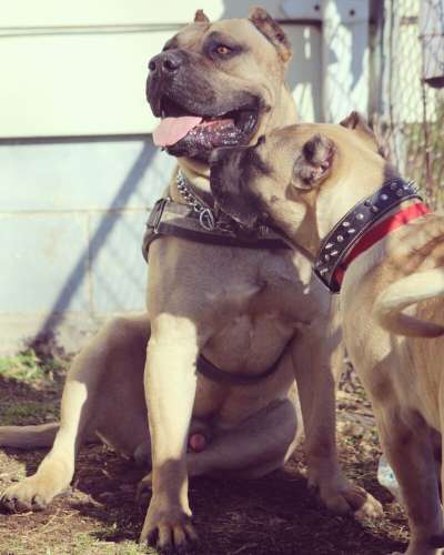 ONLY THE FAMILY KENNELS DEBO