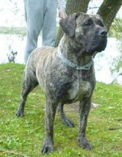CATHARINA EL PERRO DIABLO