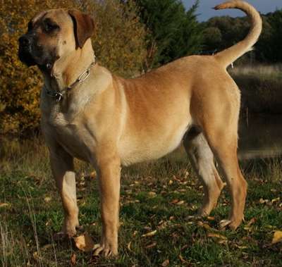 PEGUI DE BARNACAN BULL