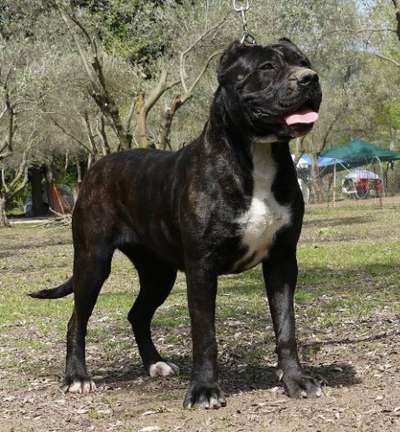 UMA FROM GDF (UMMA)