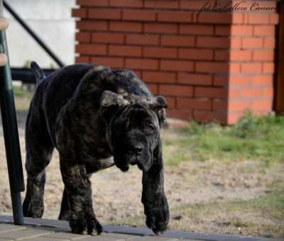 BAHAMA CABALLERO CANARIO