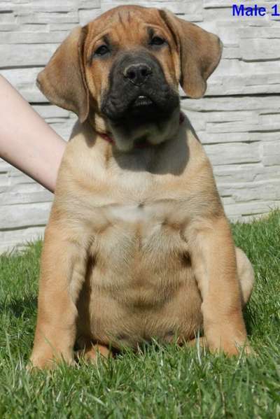 CARLINO FUERTE CANARIO