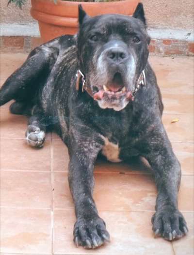 LOKI DE ATLAS ASIO