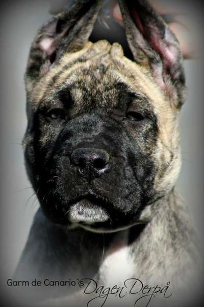 GARM DE CANARIO'S DAGEN DERPA