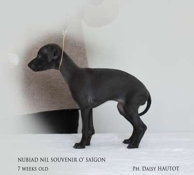 Nubiad Nil Souvenir O'Saïgon