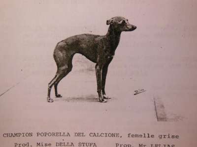 Porporella Del Calcione