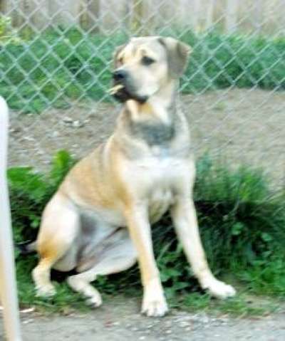 FREYA  GODDESS OF WEALTH AND FORTUNE DE GURU KENNEL