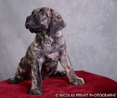 IBERIA DES DOGS DE L'AGE DE RAISON