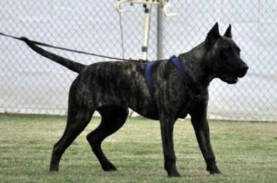 NAGHTY NADIA DE MANGO BULL