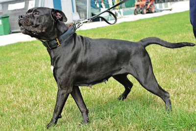 BLACK STUFF PRESA ROXI