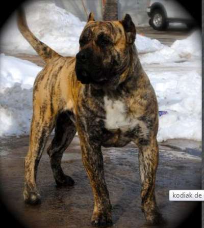 KODIAK DE CANARIAN BULL