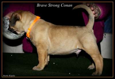 BRAVE STRONG CONAN