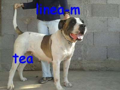 TEA DE LINEA M