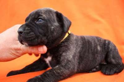 BOSS BULL CANARIO SHILA