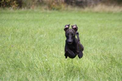 Augustimåne's Bob Hund
