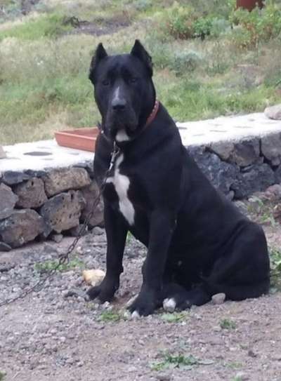 NEGRA DE LINEA M