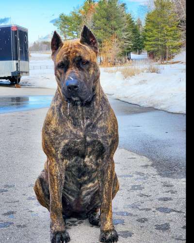 LAGERTHA DE KINGS KENNEL