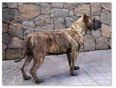 MISTELA DE SAMCOR