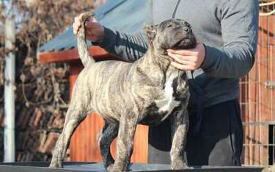 BOSS BULL CANARIO REYNA