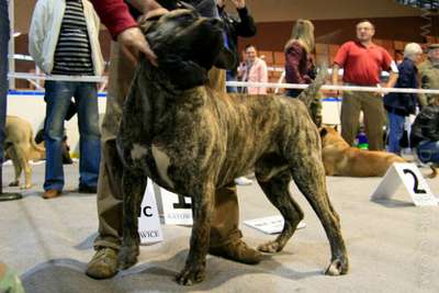 MINOTAURO DE WARSNEY