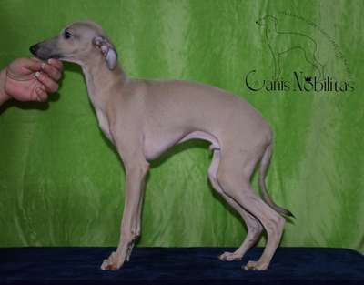 Canis Nobilitas Yugan