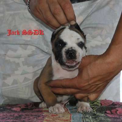 JACK OF SEVEN SHARKY DINASTY KENNEL