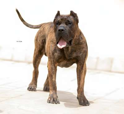 GRIZZLY DE MILKY WAY LUDUS