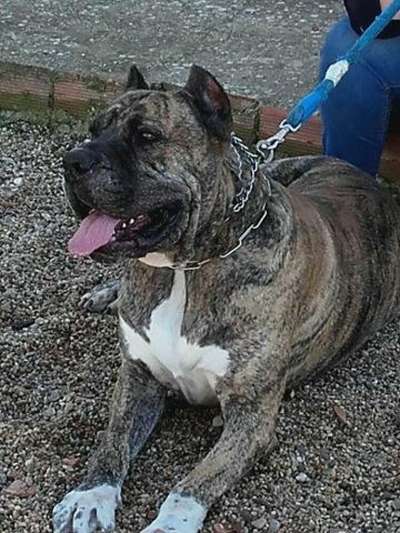 ATHOR DE KING ZULU