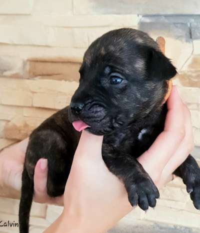 CALVIN RINGO ELITAS