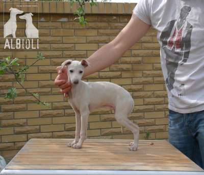 Albioli Bejart