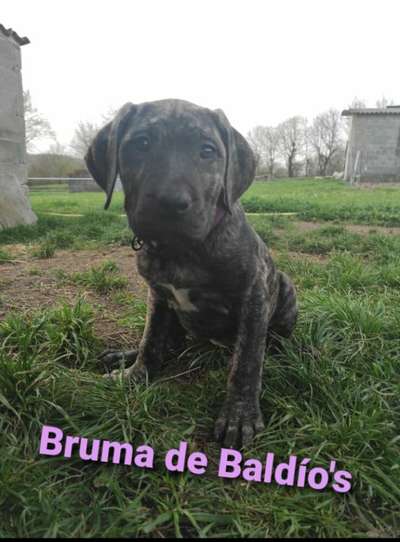 BRUMA DE BALDIO'S