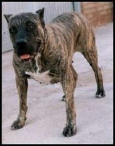 BRISA DE DOG REAL