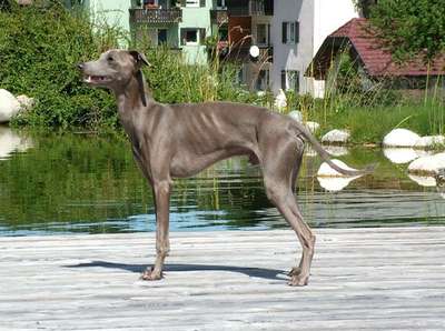 Dondolo De Valverde Santo