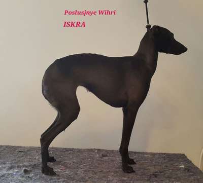 Poslusjnye Wihri Iskra